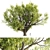 Tamarindus Tree 3D Model Collection 3D model small image 1