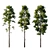 Pine 18m and 12m 3D model small image 2