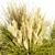  Collection Plant Vol 492: Switchgrass Northwind 3D model small image 3