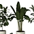 Indoor and Outdoor Plant Collection 3D model small image 4