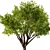 Exquisite Mahogany Tree Model 2016 3D model small image 2