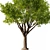 Exquisite Mahogany Tree Model 2016 3D model small image 3