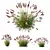 Fountain Grass Pennisetum Ornamental Plumes 3D model small image 1