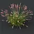 Fountain Grass Pennisetum Ornamental Plumes 3D model small image 2