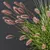 Fountain Grass Pennisetum Ornamental Plumes 3D model small image 4