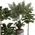 Indoor Bonsai Olive Ficus Collection 3D model small image 2