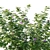 Carolina Rose Bush 2017 Model 3D model small image 2