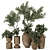 Indoor Bonsai Olive Tree in Pot 3D model small image 1