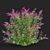 Blooming Buddleja davidii Bushes 3D model small image 3