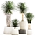 Exotic Yucca Plants in Stylish Pottery 3D model small image 1