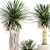 Exotic Yucca Plants in Stylish Pottery 3D model small image 3