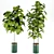 Modern Indoor Plant Set 27 3D model small image 4