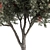 European Mountain Ash Tree Set 3D model small image 3