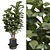 Ficus Lyrata Plant Pot 3D 3D model small image 1