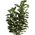 Ficus Lyrata Plant Pot 3D 3D model small image 2