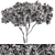  Evergreen Palatycladus Tree Set 3D model small image 3