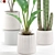 Botanical Oasis Plants Set 3D model small image 5