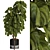 Ficus Lyrata Indoor Plant Package 3D model small image 1
