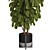 Ficus Lyrata Indoor Plant Package 3D model small image 4