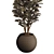 Rubber Tree Plant in Wicker Pot 3D model small image 4
