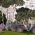 Alpine Garden Collection: Conifers & Lavender 3D model small image 6