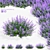 Nepeta Faassenii Flower Collection 3D model small image 1