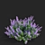 Nepeta Faassenii Flower Collection 3D model small image 6