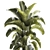 Tropical Plant Collection in Concrete Pot 3D model small image 2