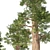 Giant Redwood Tree Collection 3D model small image 2