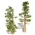 Giant Redwood Tree Collection 3D model small image 3