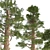 Giant Redwood Tree Collection 3D model small image 4