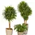 Elegant Dracaena Marginata Plant Set 3D model small image 2