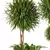 Elegant Dracaena Marginata Plant Set 3D model small image 4