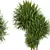 Elegant Dracaena Marginata Plant Set 3D model small image 5