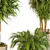 Elegant Dracaena Marginata Plant Set 3D model small image 6