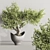 Indoor Plant Bonsai Set 114 3D model small image 4