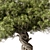 Zen Bonsai Plant 548 3D model small image 3