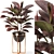 Modern Indoor Ficus Elastica Set 3D model small image 1