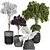  Indoor Tropical Bonsai Tree 3D Model 3D model small image 1