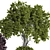  Indoor Tropical Bonsai Tree 3D Model 3D model small image 5