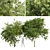 Exotic 3D Tree Models Set 3D model small image 1
