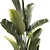Exotic Tropical Plant Collection 3D model small image 4