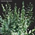 3D Euphorbia Plant Models Set 3D model small image 2