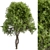 Silvery Wattle Tree Set 184 3D model small image 1