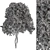 Silvery Wattle Tree Set 184 3D model small image 3