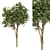 Eucalyptus gunnii Tree No.31: 3D Model, CM Scale 3D model small image 1