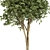 Eucalyptus gunnii Tree No.31: 3D Model, CM Scale 3D model small image 2