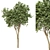 Eucalyptus gunnii Tree No.31: 3D Model, CM Scale 3D model small image 3