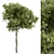 Hackberry Tree Set 207 - Premium Bonsai Kit 3D model small image 2