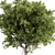 Hackberry Tree Set 207 - Premium Bonsai Kit 3D model small image 3